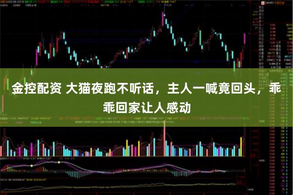 金控配资 大猫夜跑不听话，主人一喊竟回头，乖乖回家让人感动