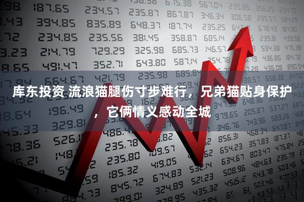 库东投资 流浪猫腿伤寸步难行，兄弟猫贴身保护，它俩情义感动全城