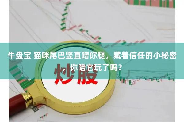 牛盘宝 猫咪尾巴竖直蹭你腿，藏着信任的小秘密，你陪它玩了吗？